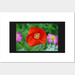 Winter Park Poppy Posters and Art